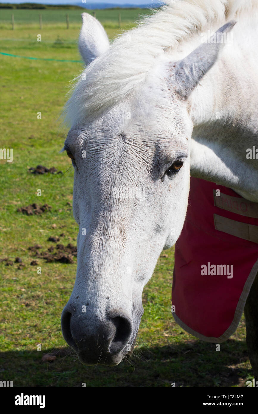 A close up of a beautiful young grey horses head and mane as it  stands in a field on a bright sunny day Stock Photo