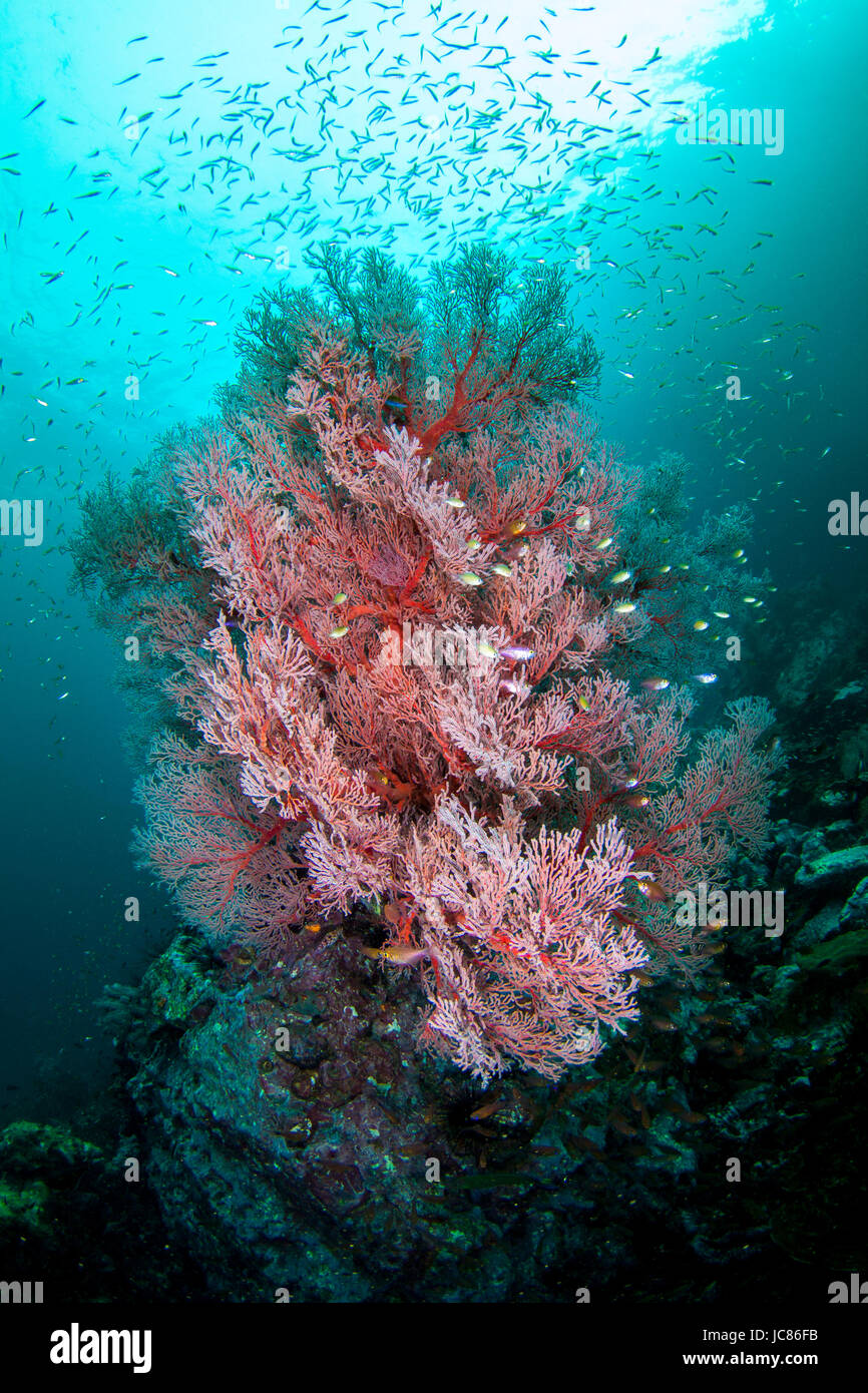 Portrait marine life fish hi-res stock photography and images - Alamy