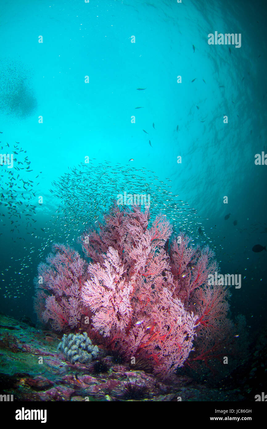 Gorgeous pink gorgonian sea fan blossoming among a school of small bait fish Stock Photo
