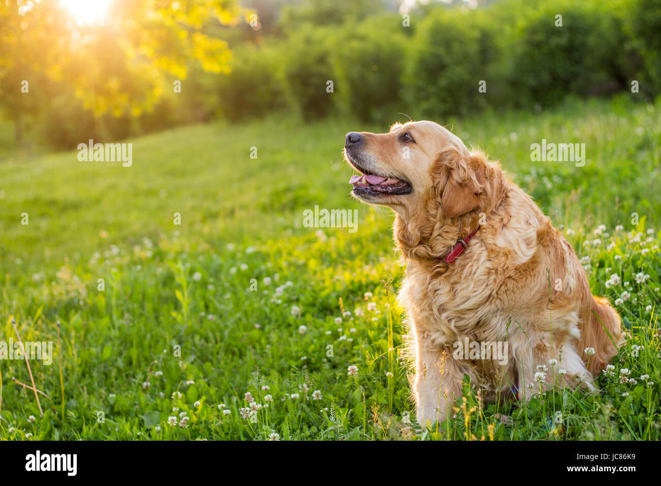 old golden retriever dog outside Stock Photo Alamy
