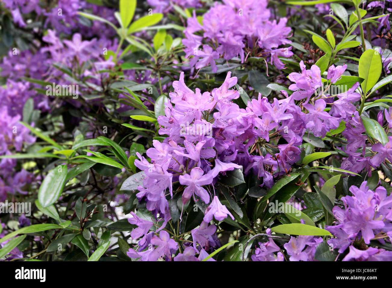 Nahaufnahme von Lila Rhododendron Blüten Stock Photo Alamy