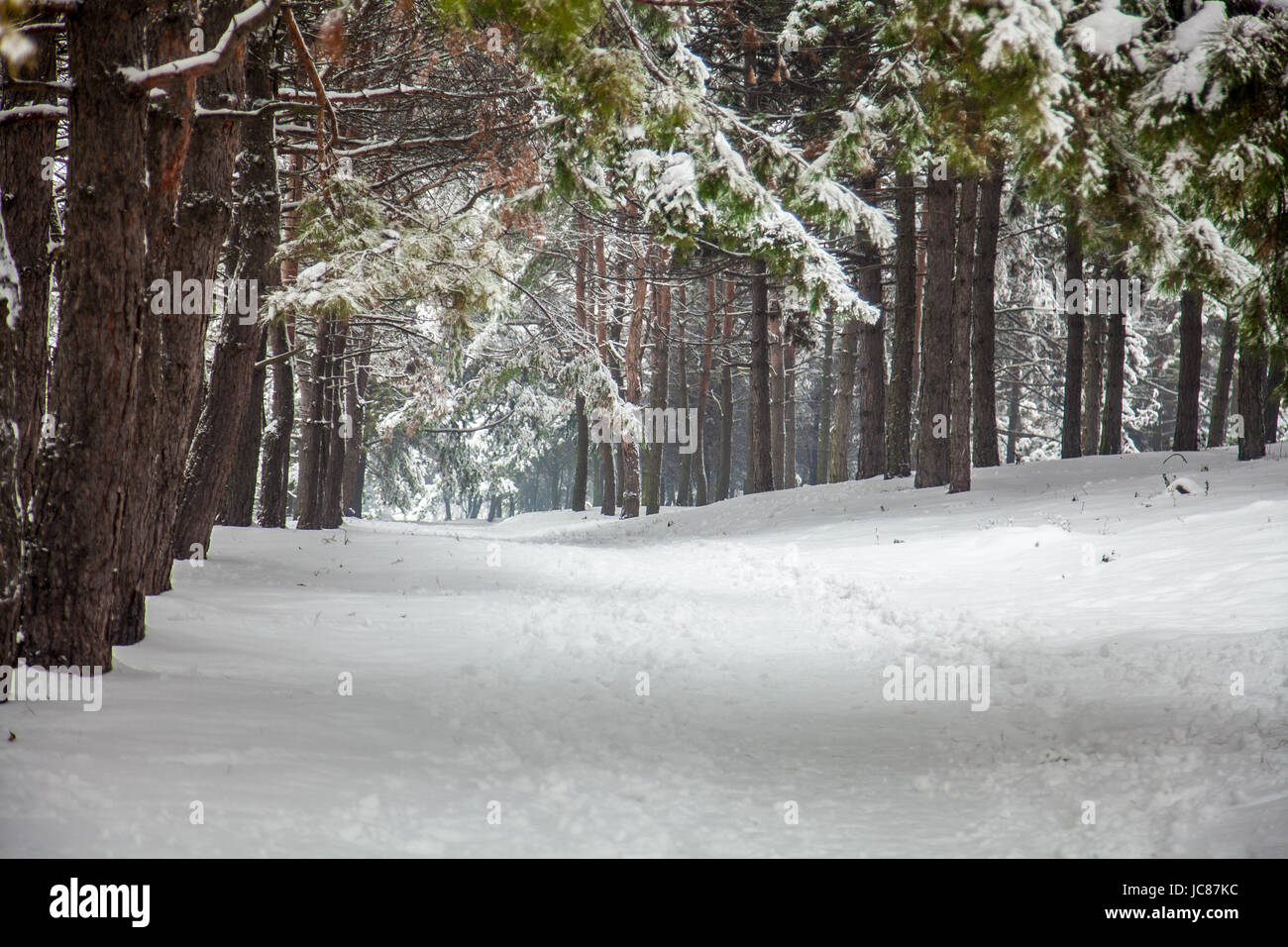 Outdoor shot of alley at park covered with snow Stock Photo - Alamy