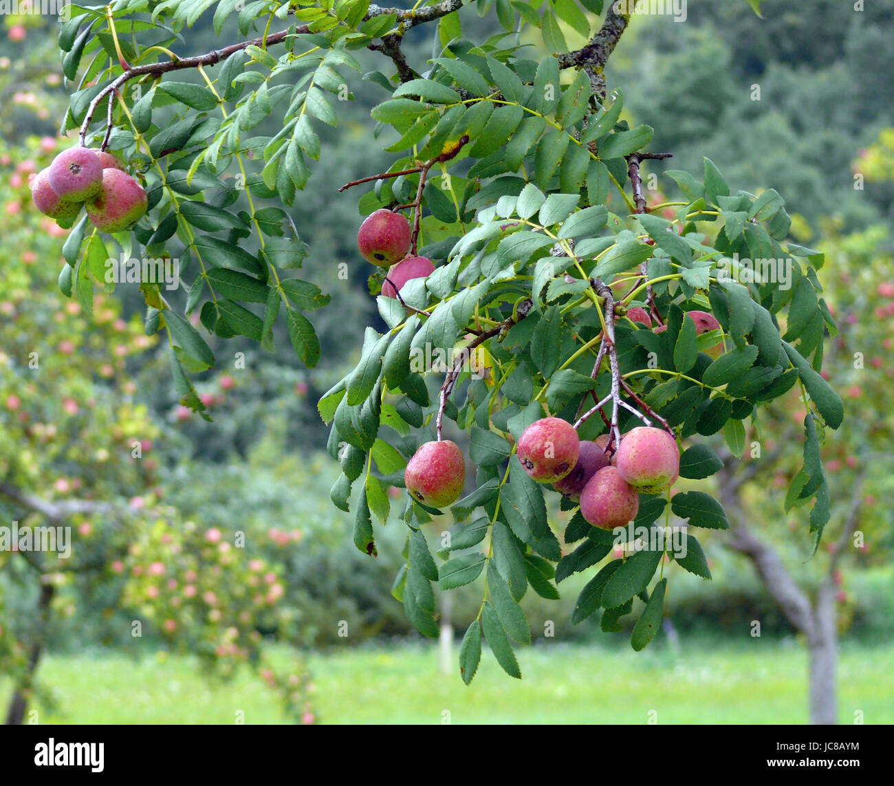Fiederblätter hires stock photography and images Alamy