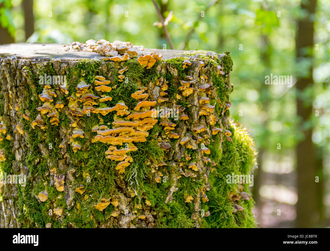 forest scenery including mushrooms on tree trunk at early spring time Stock Photo