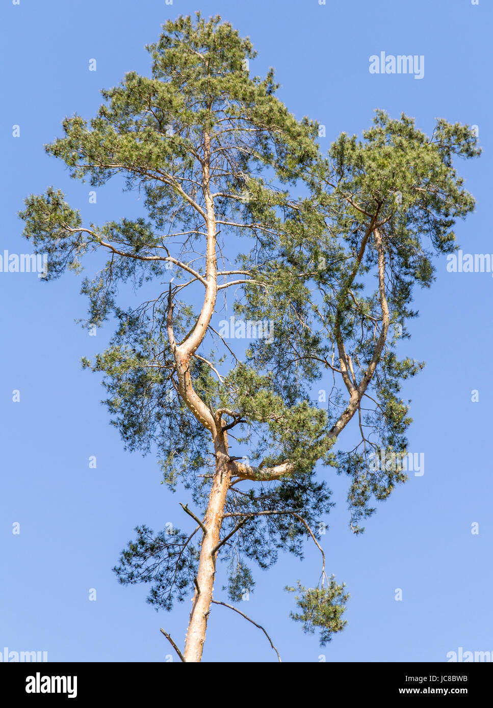 low angle shot of a sunny illuminated tree in front of blue sky Stock ...