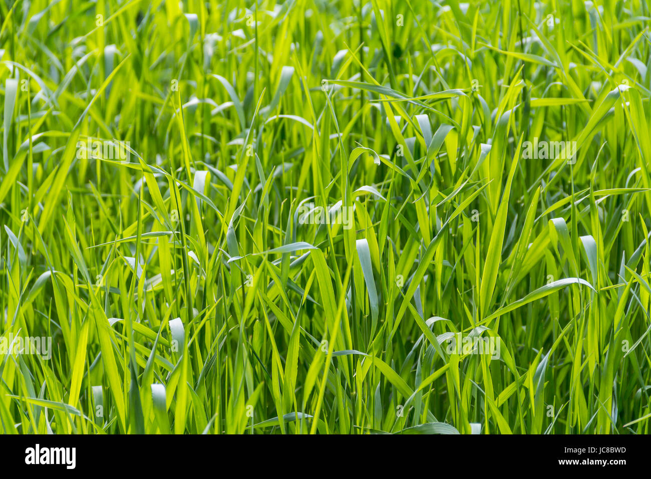 sunny illuminated full frame grass closeup Stock Photo