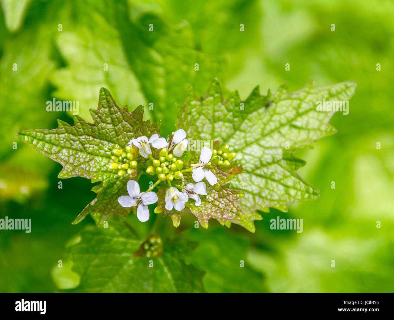 forest flower closeup in natural ambiance seen from above Stock Photo