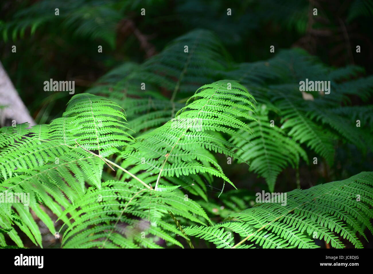 farn in the forest Stock Photo - Alamy