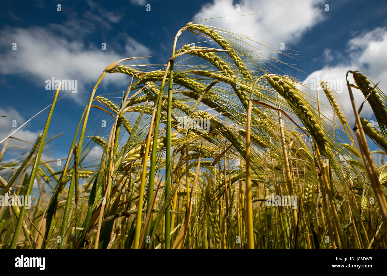 Barley growing in a field Cambridgeshire England UK. June 2017 Wikipeadia below:  Barley (Hordeum vulgare L.), a member of the grass family, is a majo Stock Photo