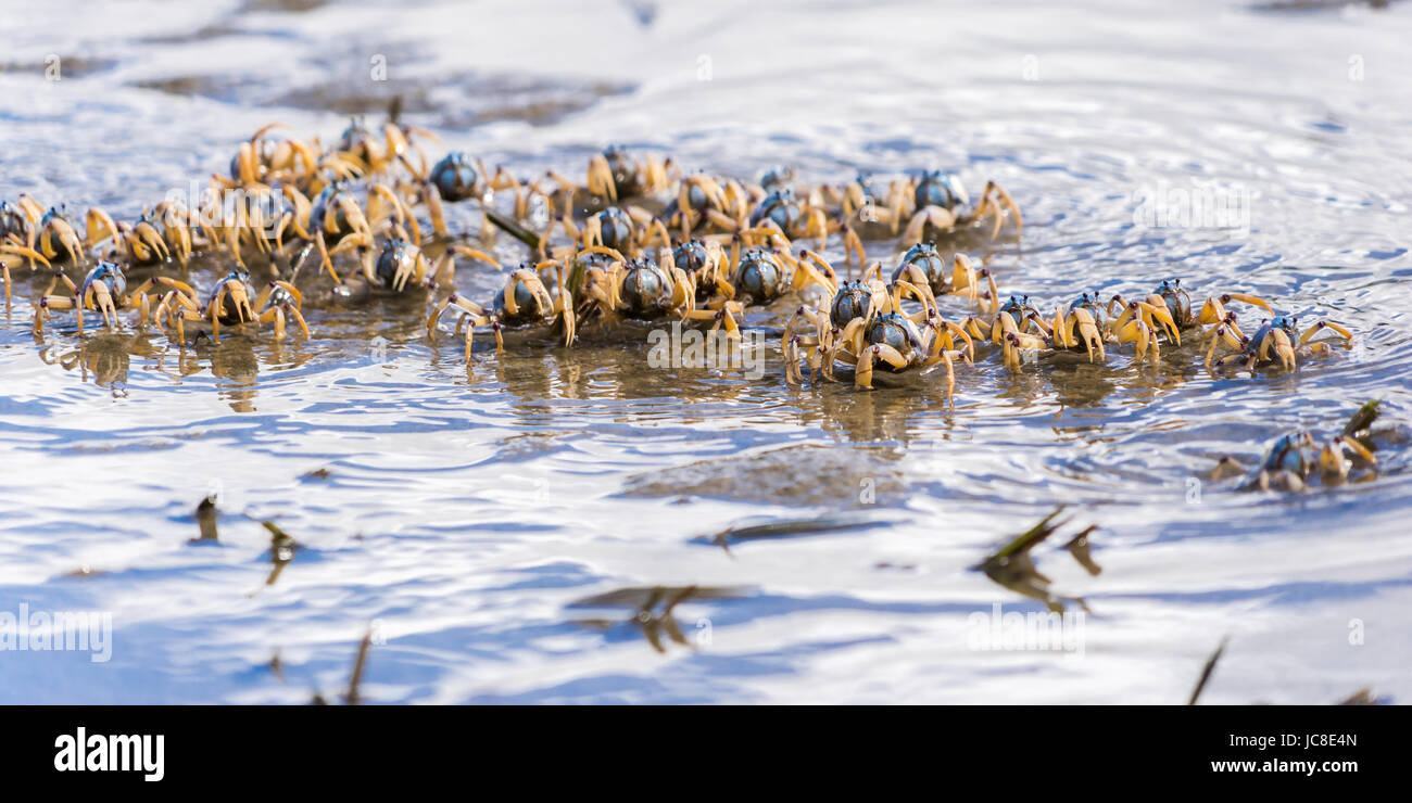 Group of soldier crabs walking forwards through deep water on the beach Stock Photo