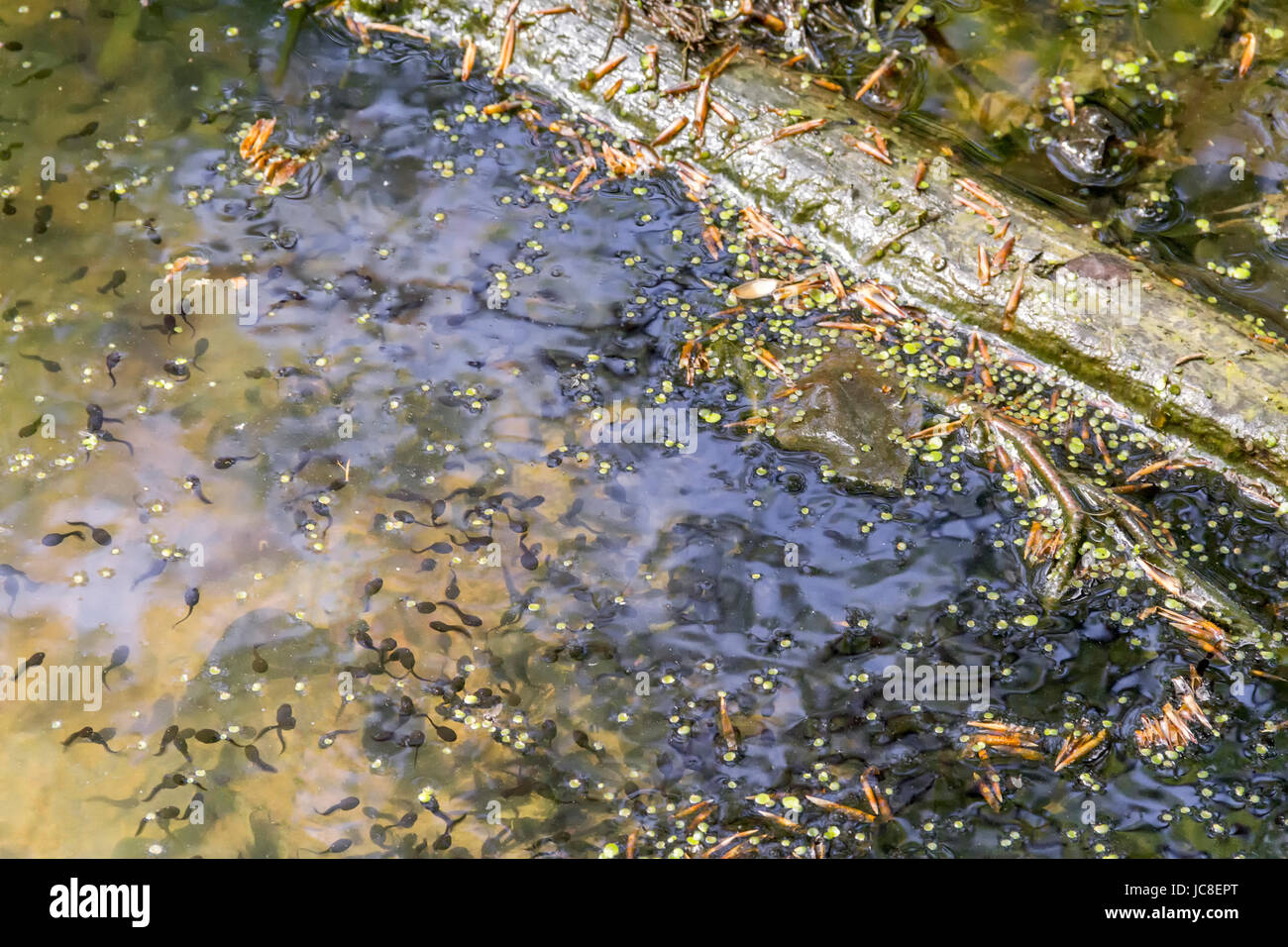 high angle view showing lots of tadpoles in natural ambiance Stock Photo