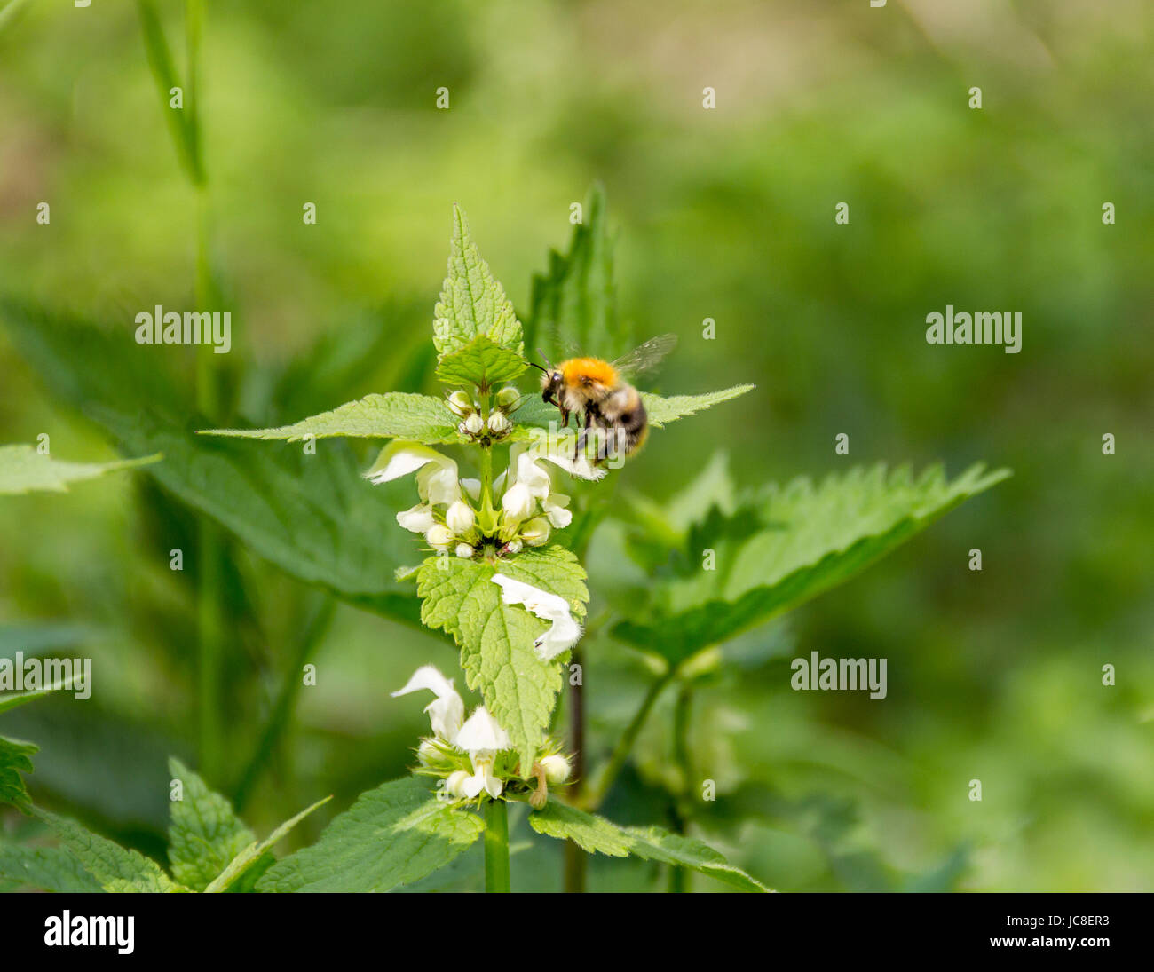 honeybee on dead-nettle flower in sunny ambiance Stock Photo
