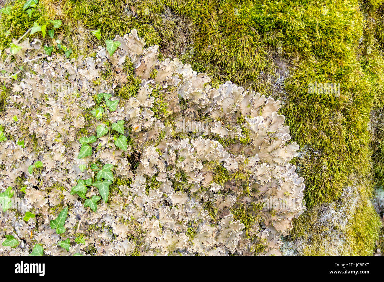 detail of  a endangered lichen species named Scaly Dog Lichen Stock Photo