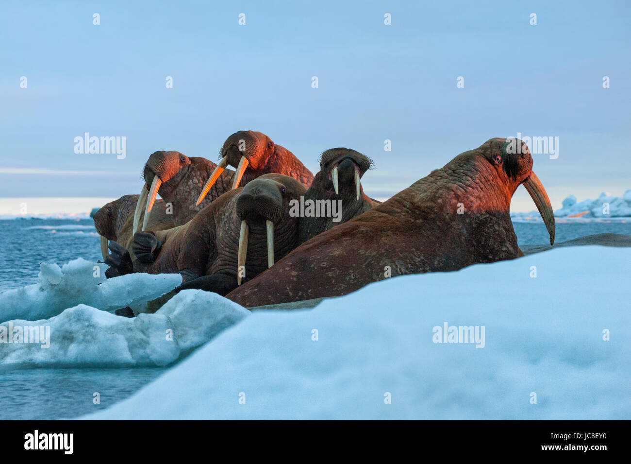 Last rays of evening sun striking a group of Walrus (Odobenus rosmarus, Wrangel Island, Chuckchi Sea, Chukotka, Russian Far East, Unesco World Heritag Stock Photo