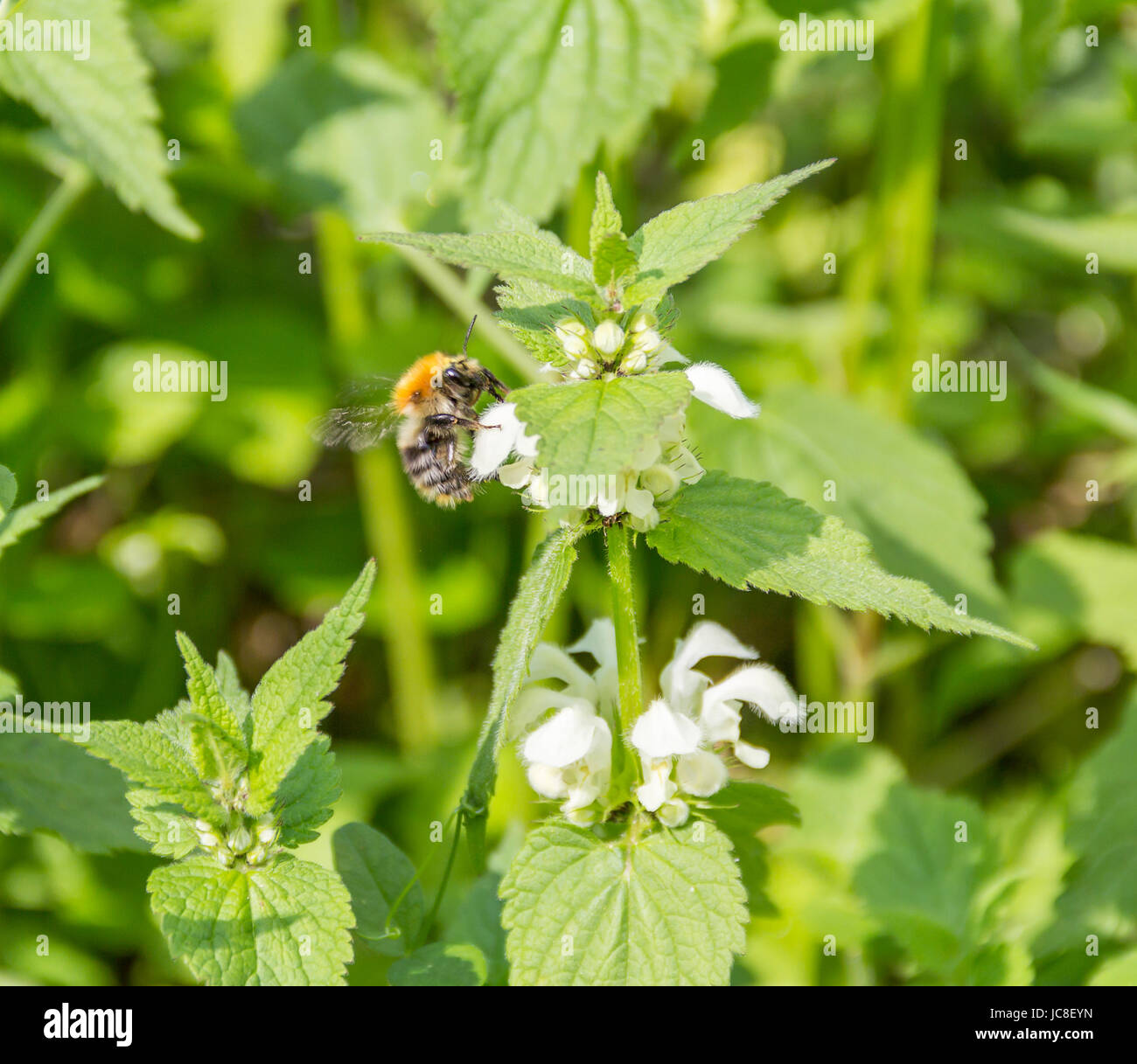 Nettle pollination hires stock photography and images Alamy