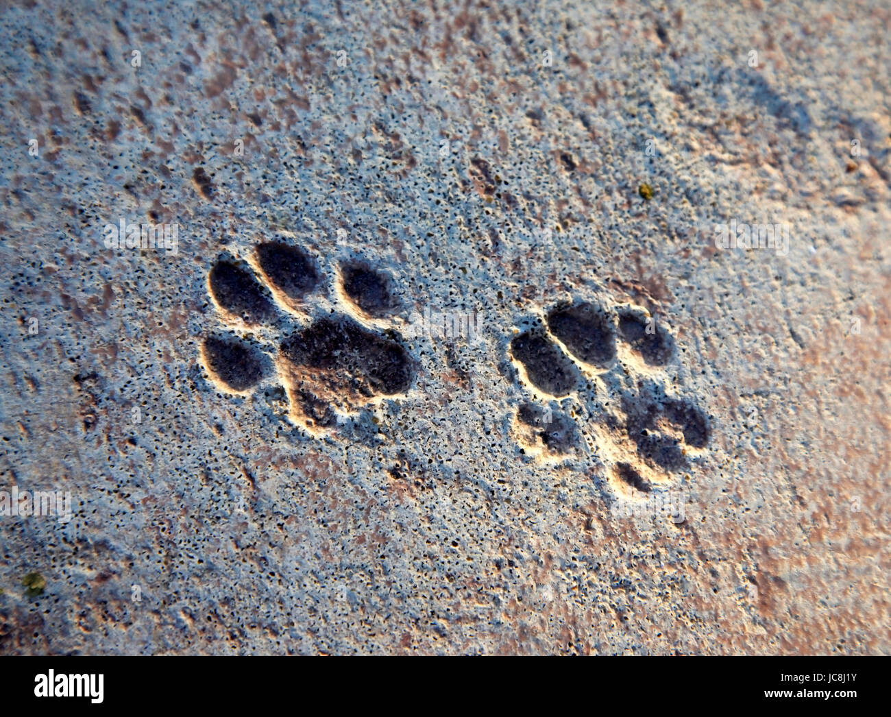 Cat tracks left on raw concrete Stock Photo