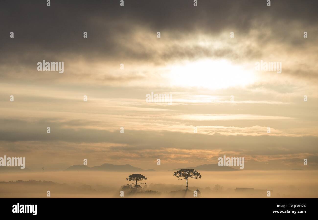 Brazilian pine tree hi-res stock photography and images - Alamy