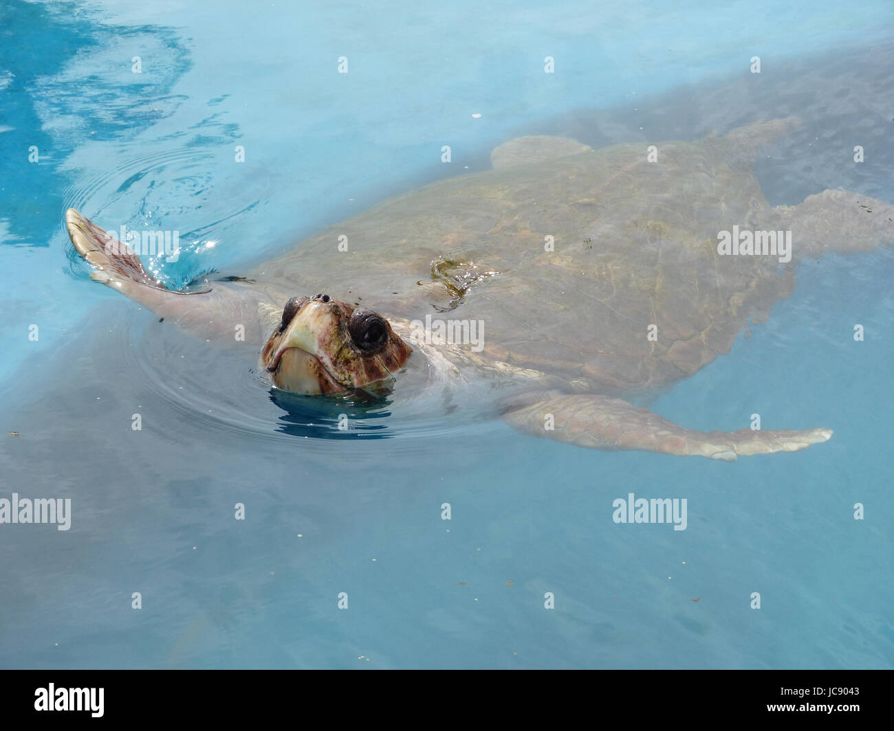 A sick sea turtle swims at a refugium in a big basin in Praia do Forte, Brazil, 14 April 2016. Due to a herpesvirus more and more turtles contract a so-called Fibropapillomatosis. This disease lets tumours grow to the sea turtle. Photo: Andreas Nöthen/dpa Stock Photo