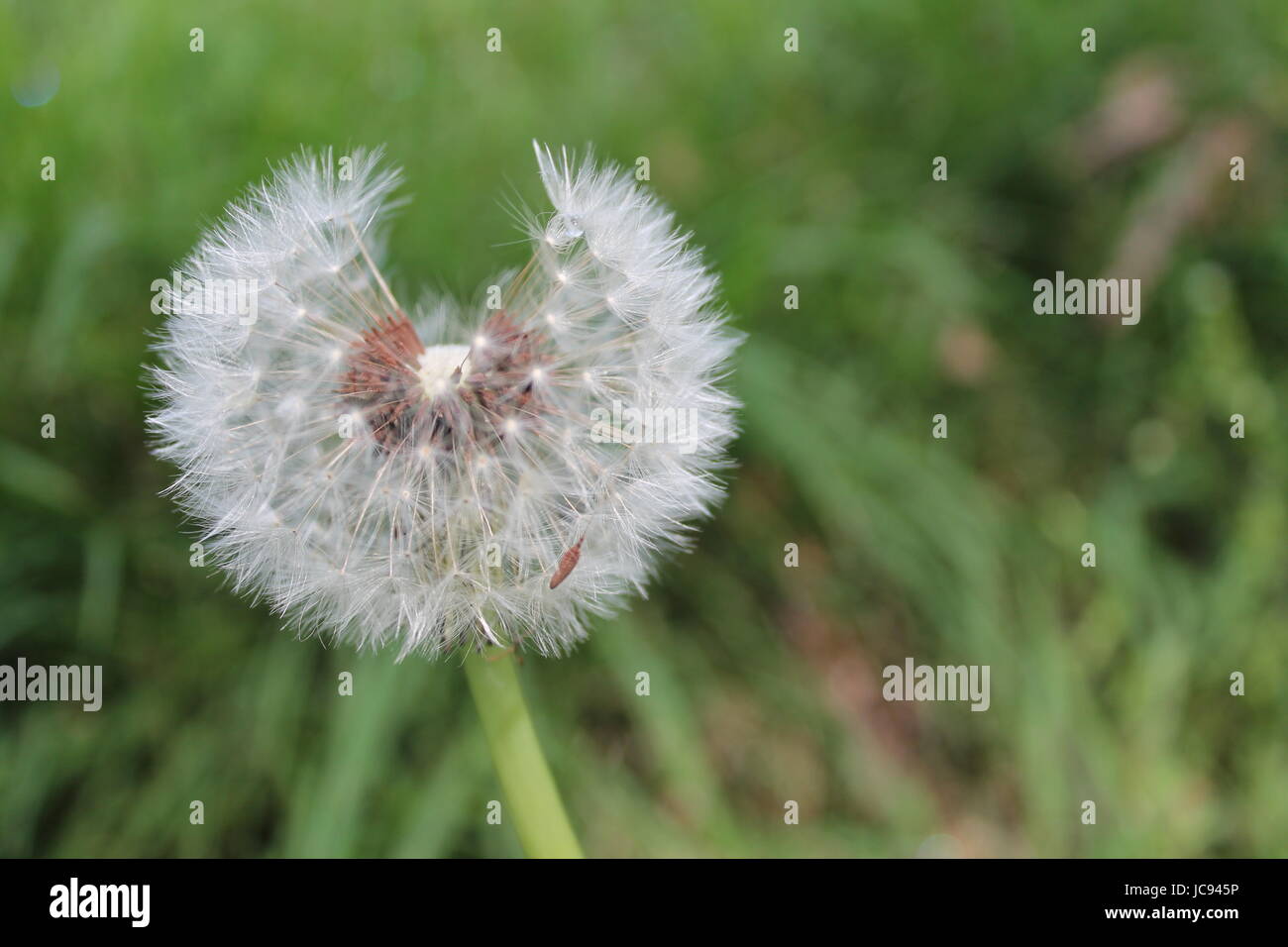 Dandelion Stock Photo