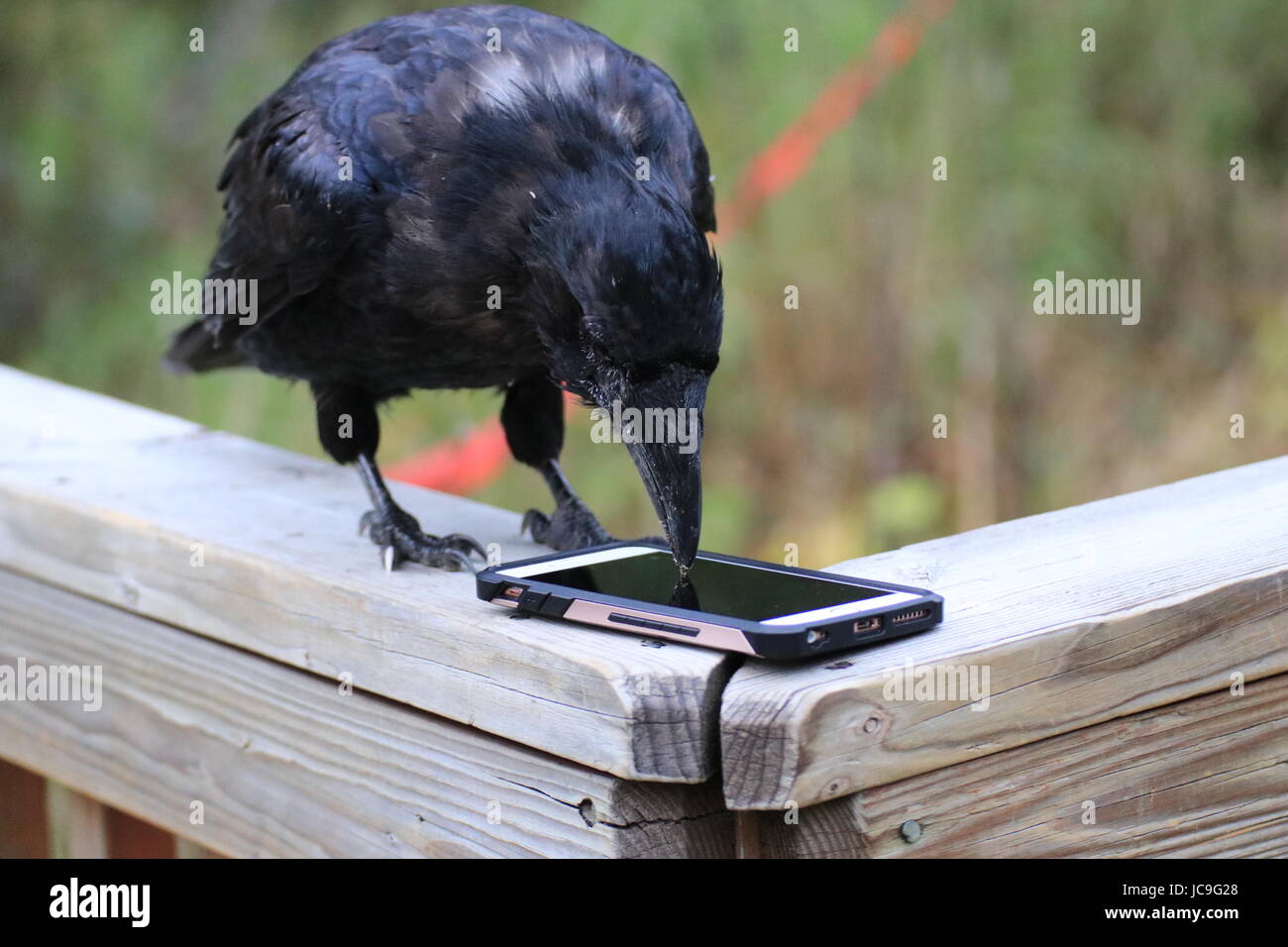 Raven and iPhone Stock Photo