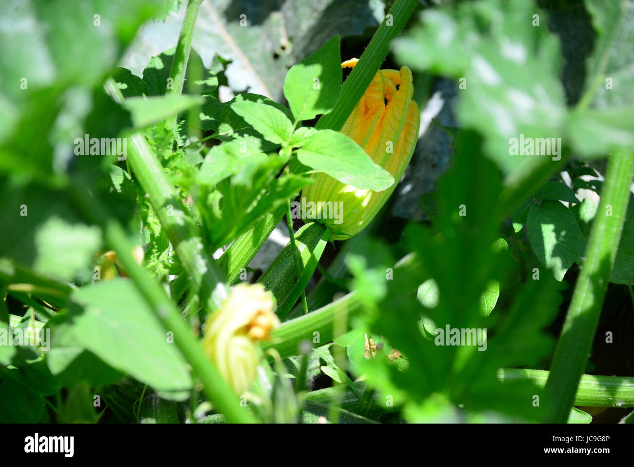 zucchini zucciniblÜte spain Stock Photo Alamy