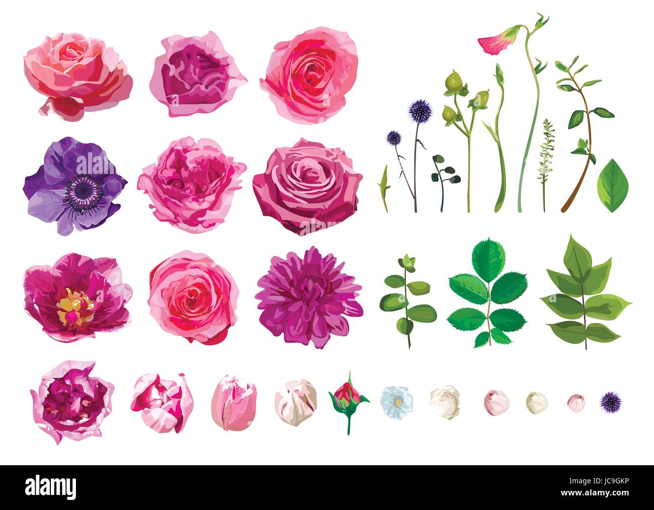 Vector Big Selection of Various Flowers Leaves including Rose, Dahlia Daisy Anemone Tulip Isolated on White Background. Pink, Purple Green watercolor  Stock Vector