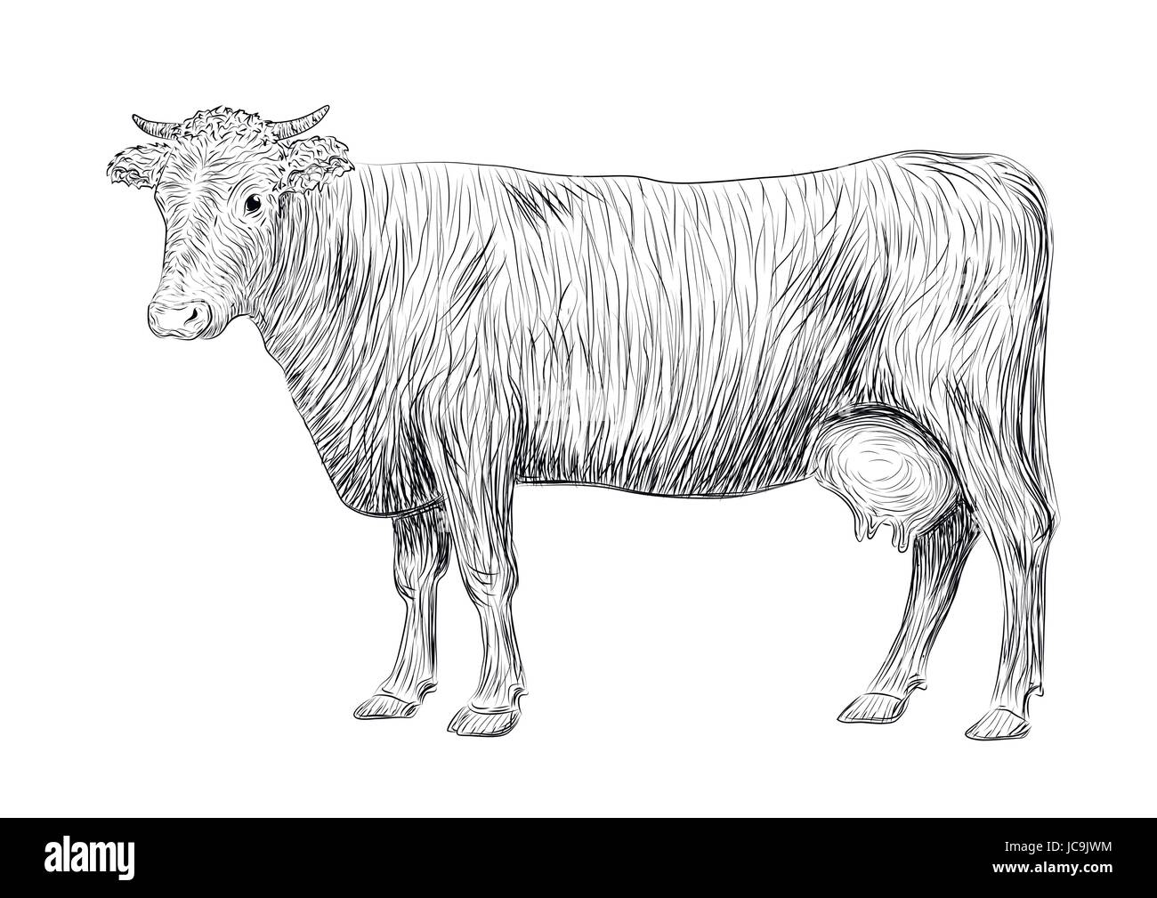 Cow, calf, bull cute muzzle animal mammals living full-length entire. Vector vertical closeup side view outline black sign signboard icon logo sketch  Stock Vector