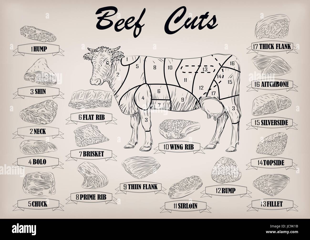 Beef cow bull whole carcass cuts cut parts infographics scheme sign signboard poster butchers guide: neck, chunk, brisket fillet rump. Vector beautifu Stock Vector