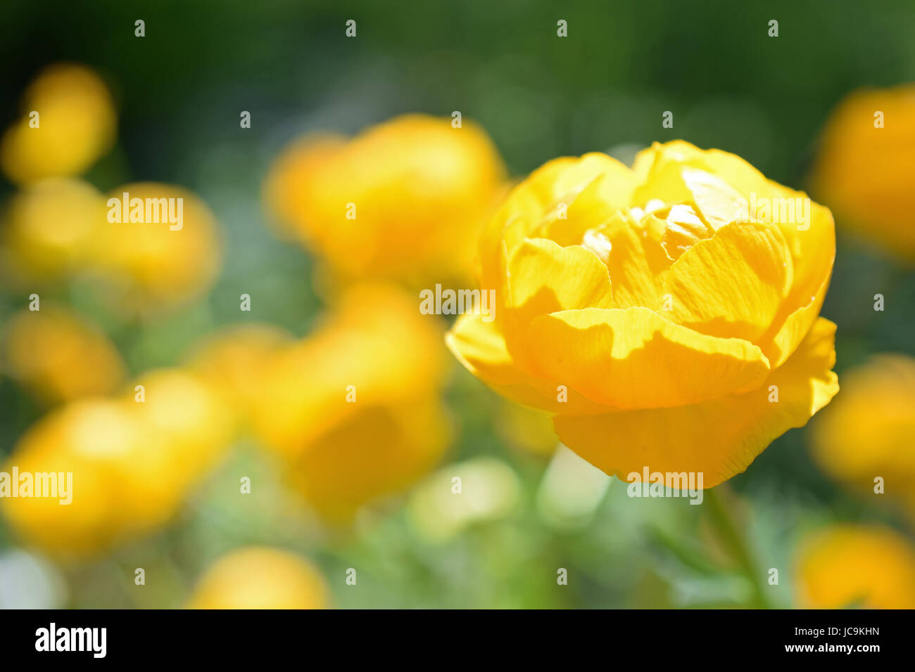 Trollius Orange Princess, yellow flower Stock Photo