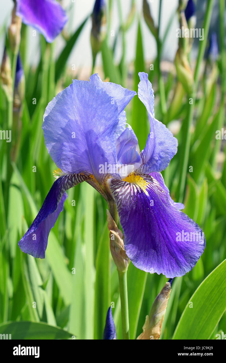 Beautiful blue and purple flower of Iris germanica, Kharput Stock Photo ...