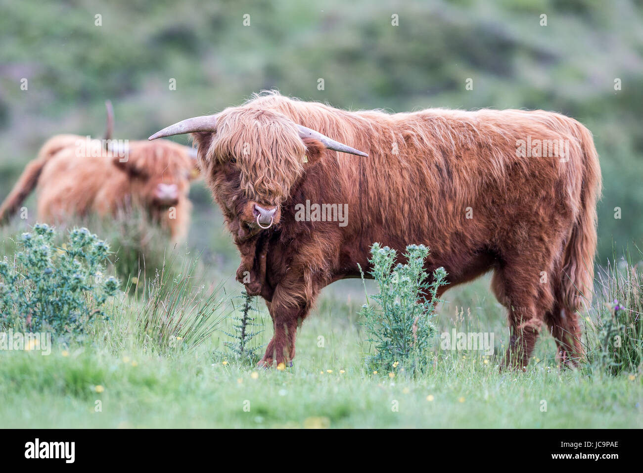 Highland Cattle Bull Stock Photo