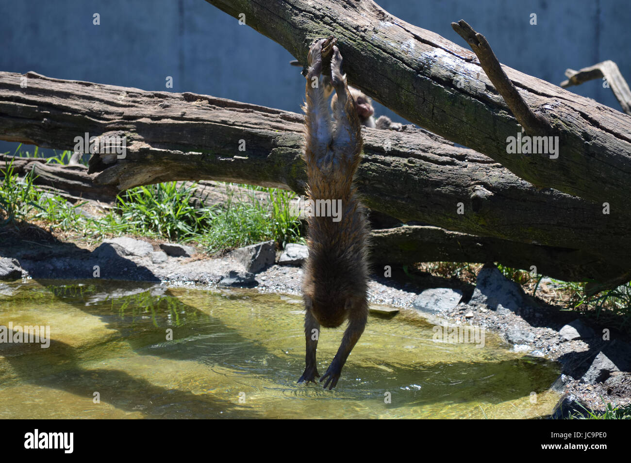 Snow monkey playing in the water Stock Photo