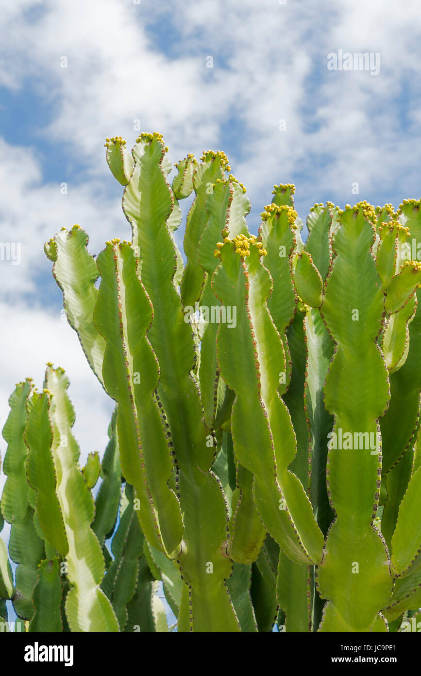 Flowering Cactus, Pissouri, near hilltop village, Cyprus Stock Photo