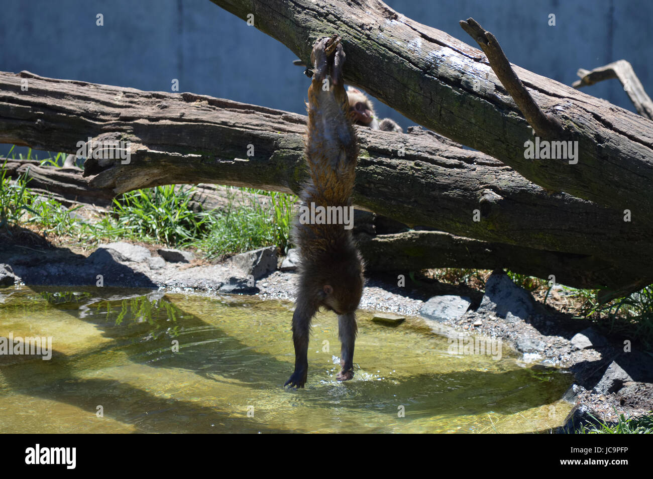 Snow monkey playing in the water Stock Photo