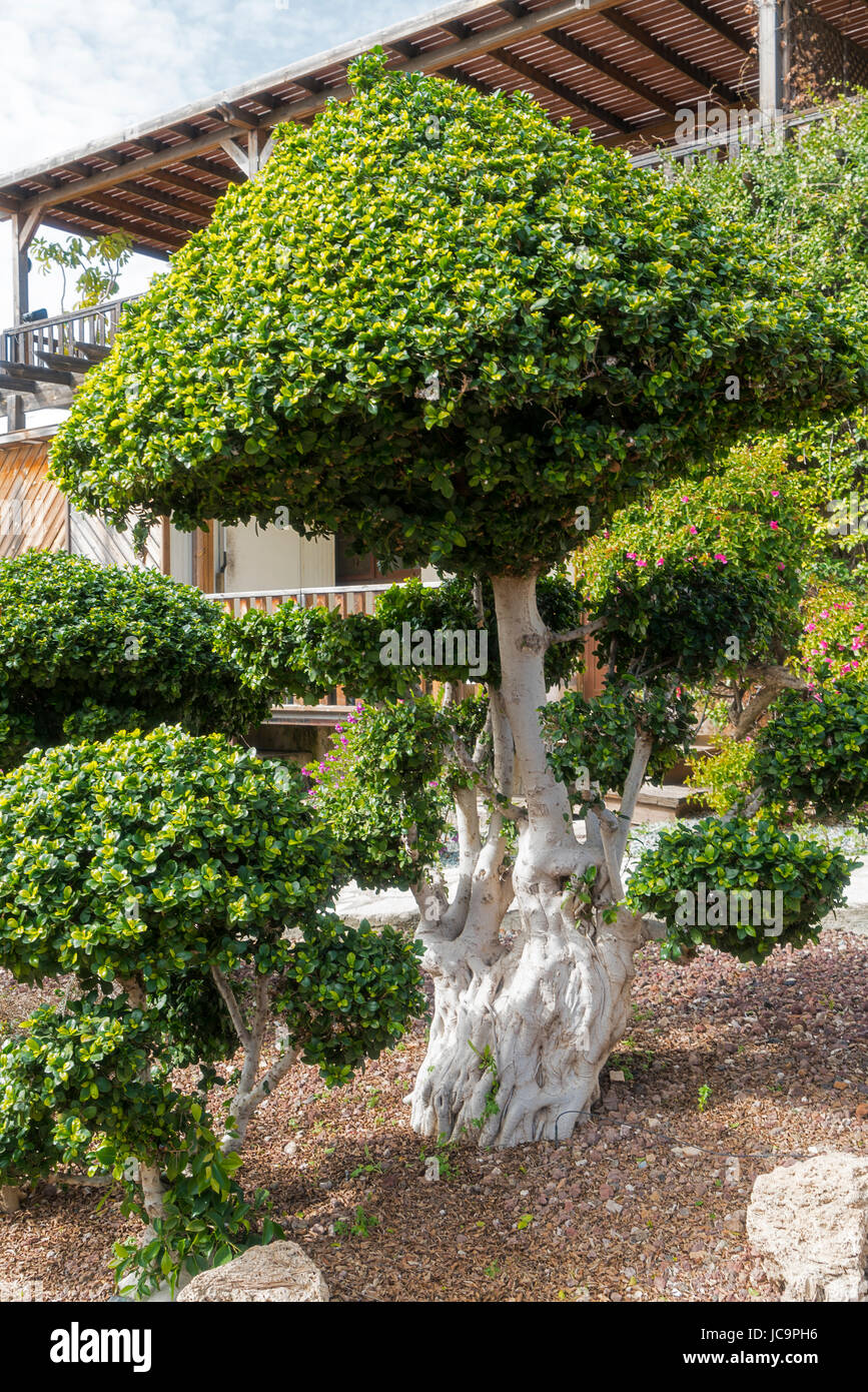 Topiary, Eleouthkia Garden near Paphos, Cyprus Stock Photo Alamy