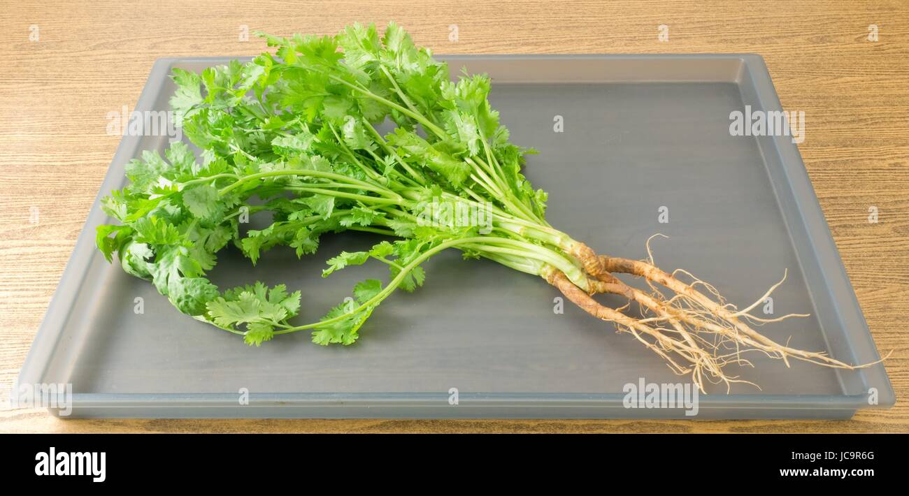 Vegetable and Herb, Fresh Parsley, Chinese Parsley or Coriander for