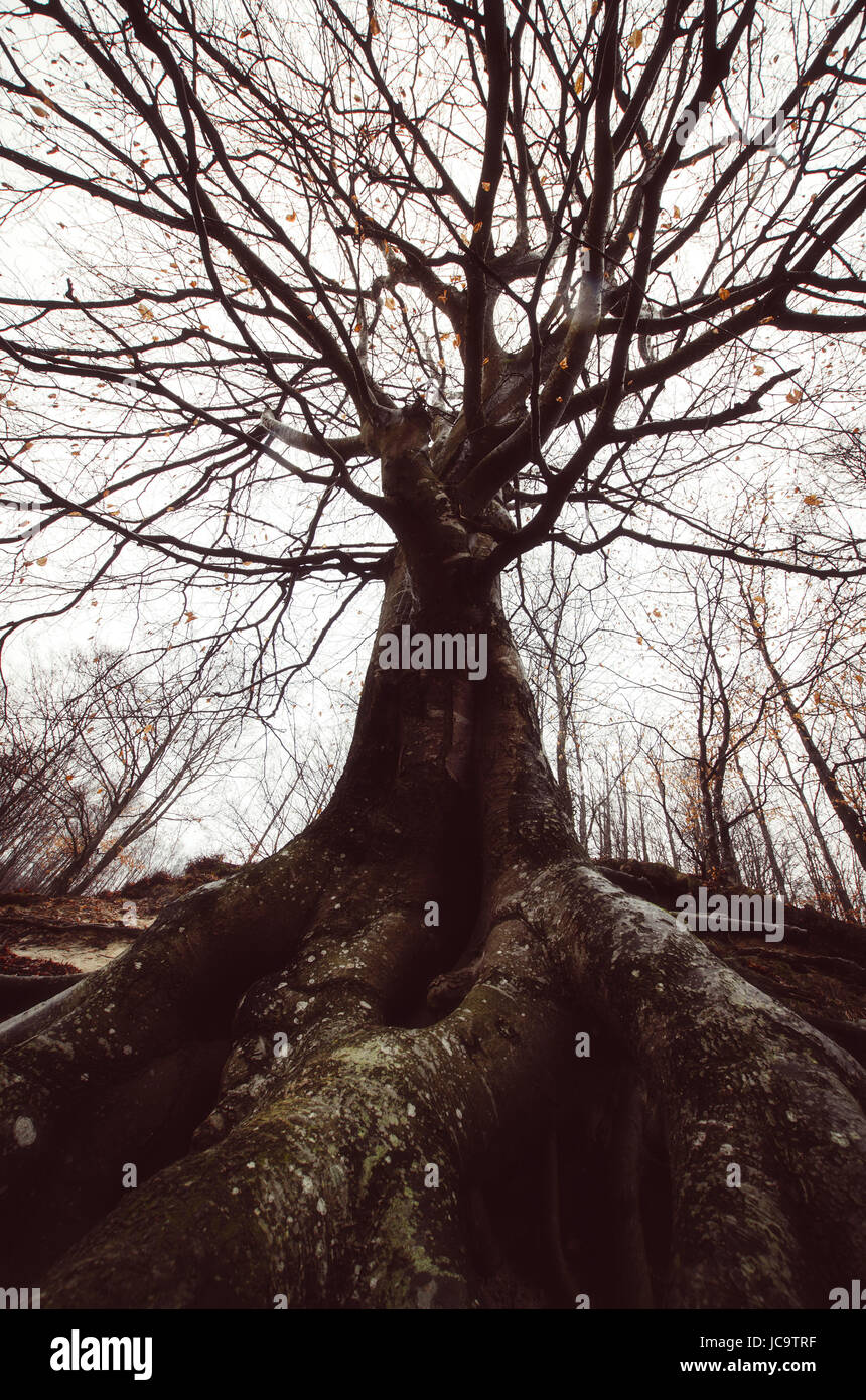 ground level view of old tree with twisted branches and roots, scary ...