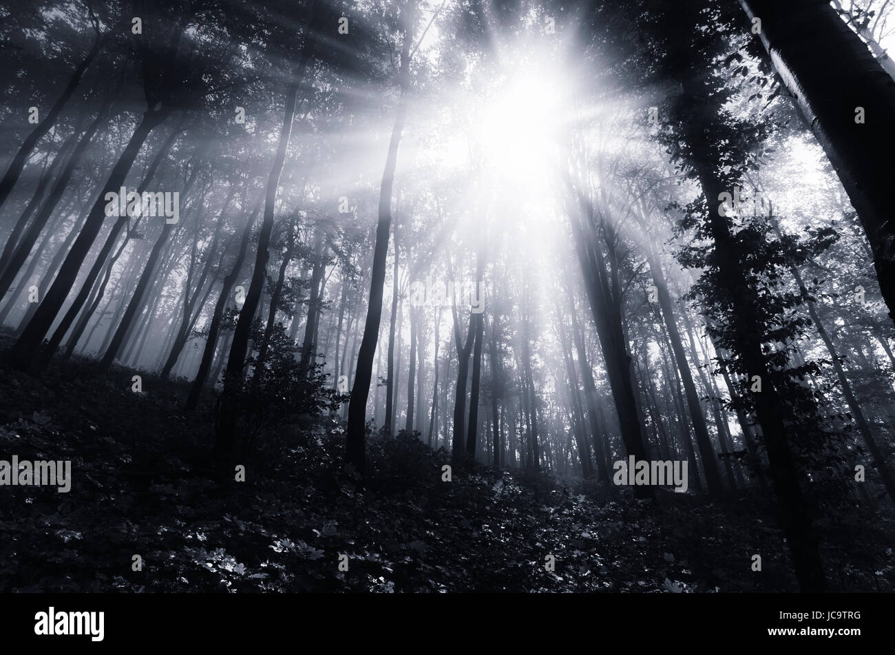 sun rays in misty woods landscape, gloomy dark background Stock Photo