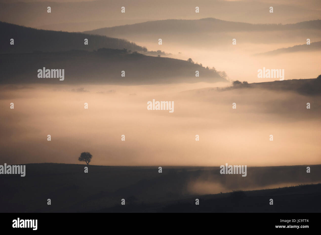 tree on hill in misty morning landscape Stock Photo