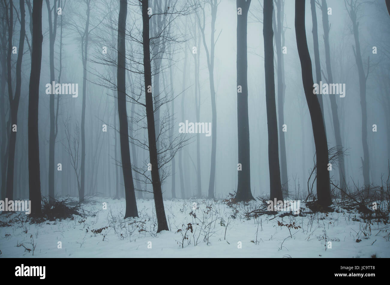 winter fantasy woods background with trees and snow in fog Stock Photo
