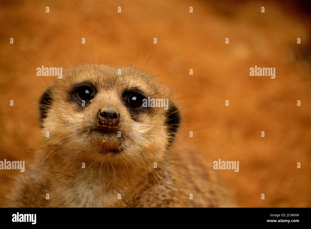 meerkat Stock Photo