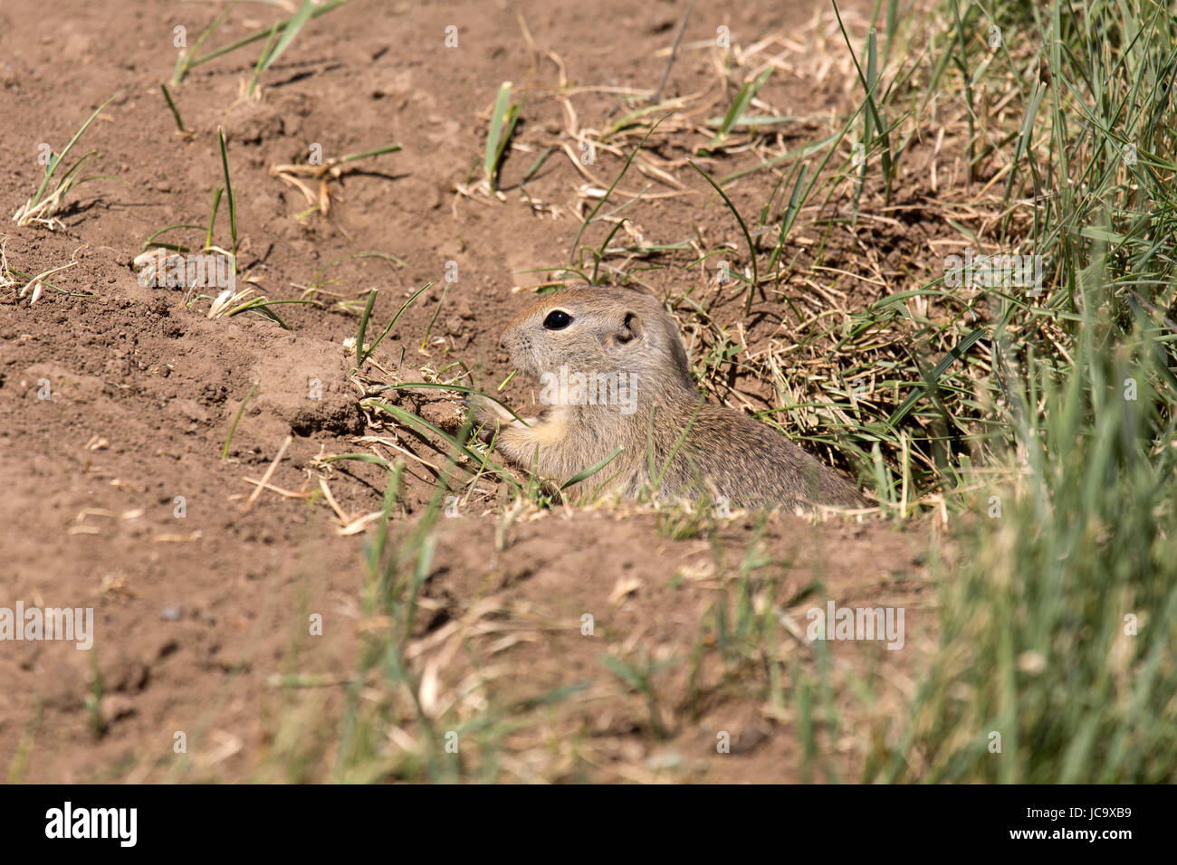 Flickertail squirrel hi-res stock photography and images - Alamy