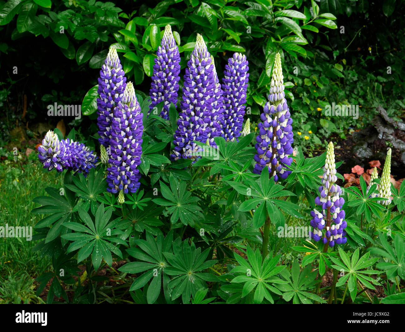 Lupine in bloom in a garden (Lupinus polyphyllus, Russell Hybrid), in may, (western France). Stock Photo