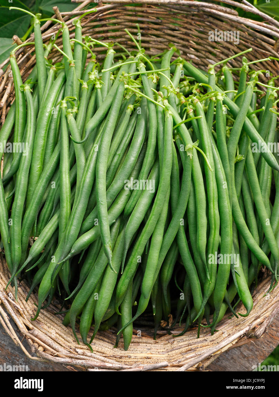 Fresh picking of green beans (phaseolus vulgaris). Suzanne's vegetable