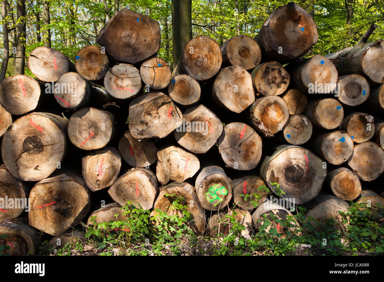 Germany, Ruhr area, felled and stacked beech trees near Wetter. Stock Photo