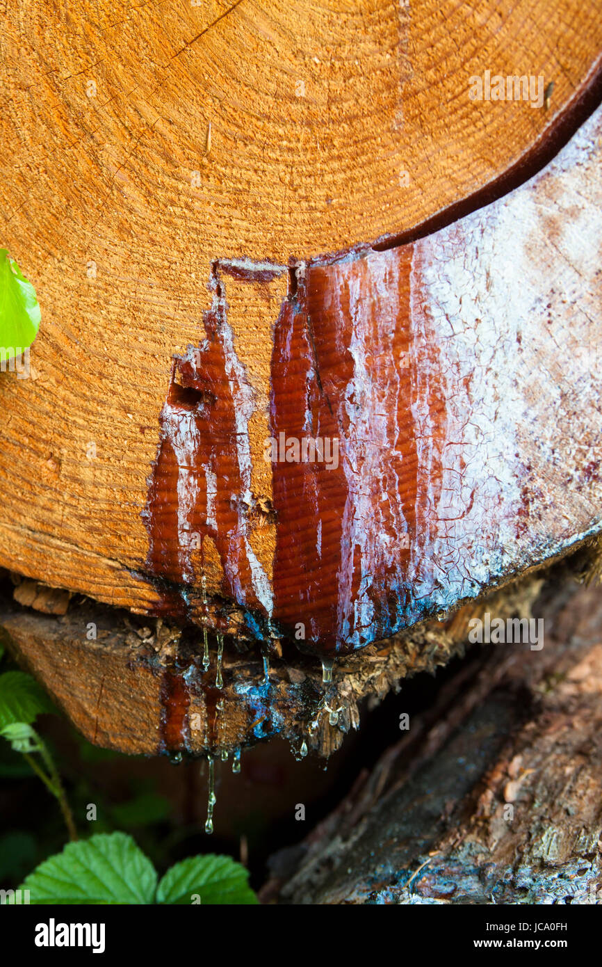 Germany, resin on a felled trunk of a conifer. Stock Photo