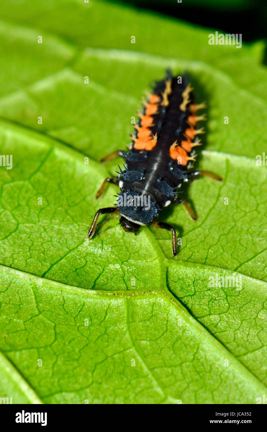 Harlequin Ladybird (Harmonia axyrdis) Larva Stock Photo