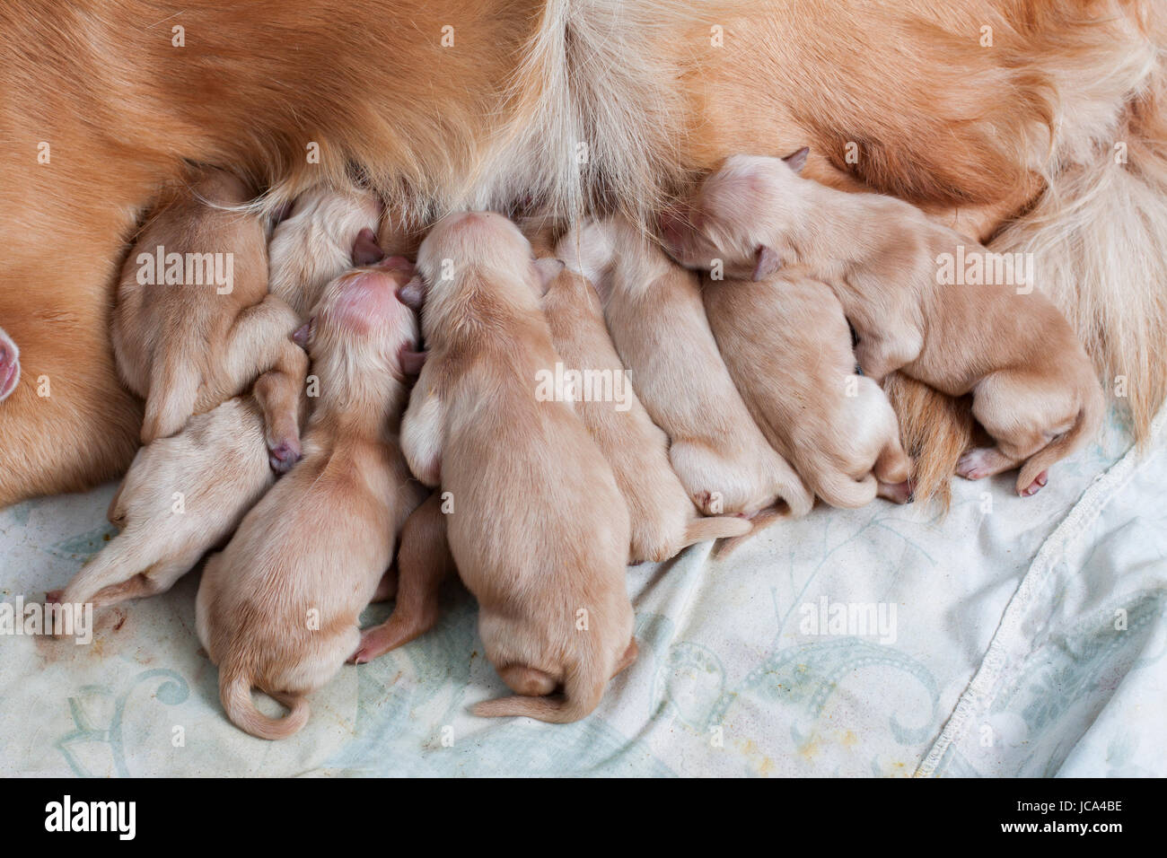 first day new born of golden retriever puppy dog lying beside her mom Stock  Photo - Alamy
