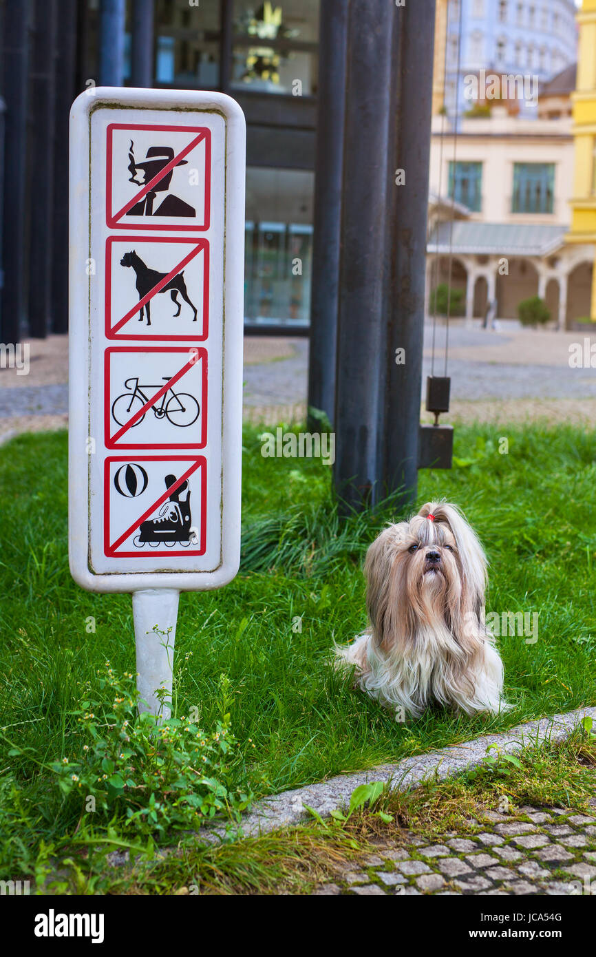 Shih-tzu dog in modern europe city. Sitting on lawn at the sign with prohibitions. No dogs walking ban concept. Stock Photo