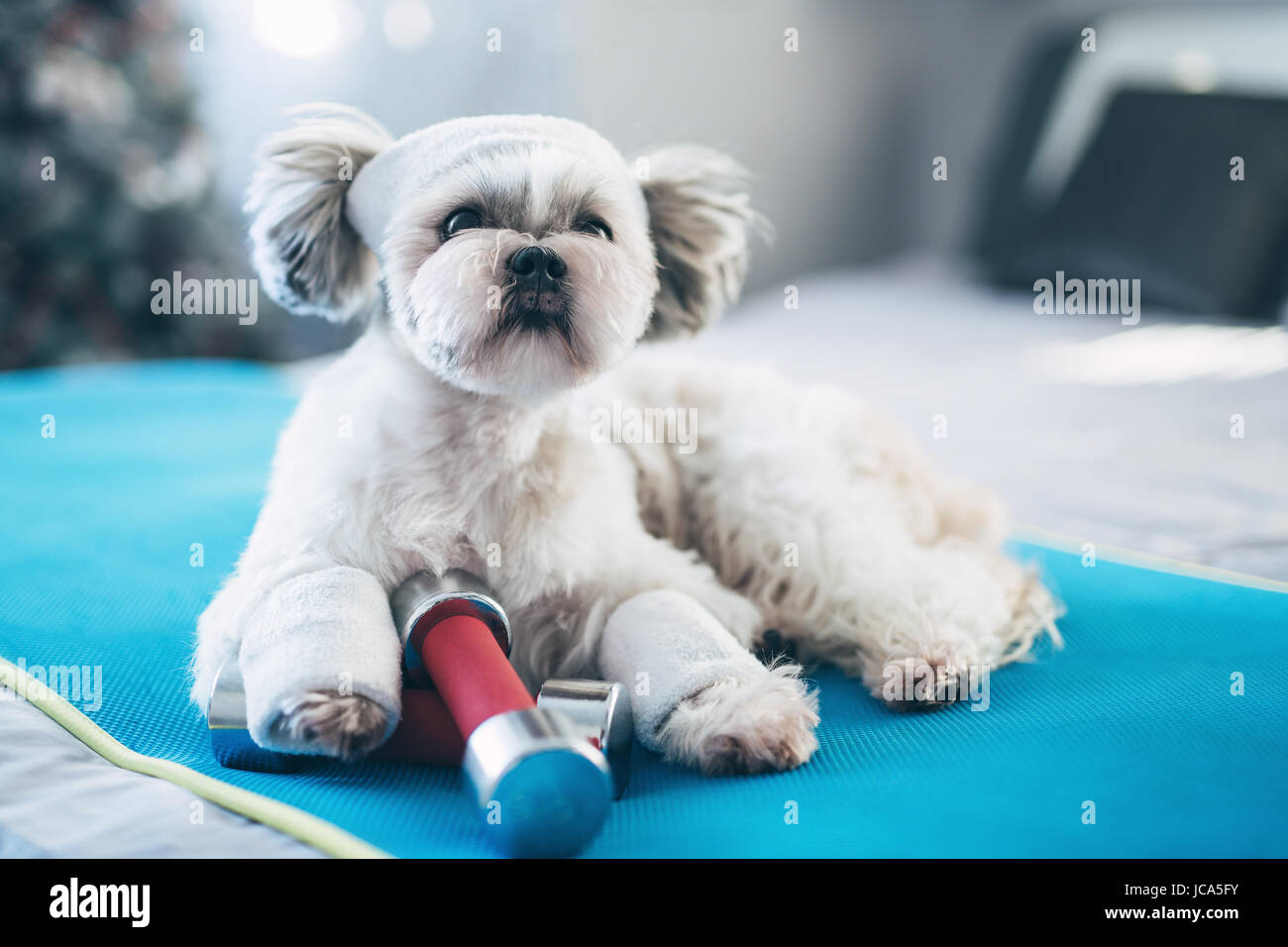 Shih tzu dog fitness style concept. Lying on mat with dumbbells and sports clothing. Bright white colors. Stock Photo